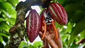 Ecuador se beneficia del precio del cacao pero su “boom” atrae al crimen organizado